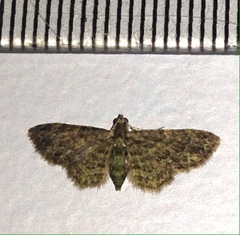 Chloroclystis mniochroa