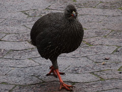 Pternistis capensis
