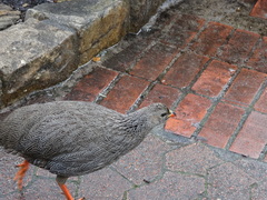 Pternistis capensis