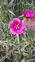Malope trifida