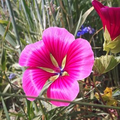 Malope trifida