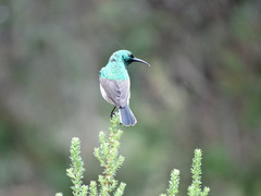 Cinnyris chalybeus chalybeus