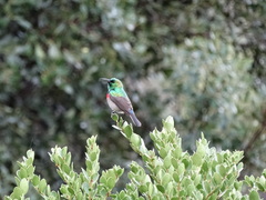 Cinnyris chalybeus chalybeus