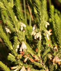 Erica caffrorum