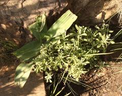 Helichrysum trilineatum
