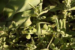 Helichrysum trilineatum