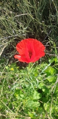 Papaver