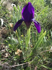 Iris lutescens subbiflora