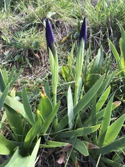 Iris lutescens subbiflora
