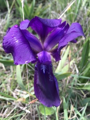 Iris lutescens subbiflora