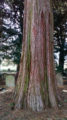Sequoiadendron giganteum