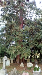 Sequoiadendron giganteum