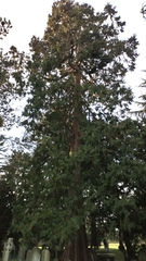 Sequoiadendron giganteum