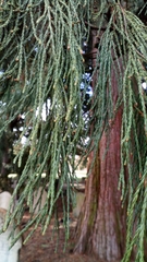 Sequoiadendron giganteum