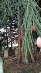 Sequoiadendron giganteum