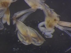 Aeginina aenigmatica