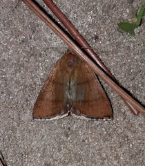 Argyrostrotis quadrifilaris