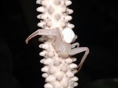Thomisidae