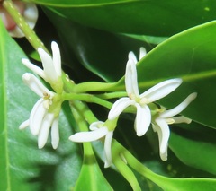 Chionanthus peglerae