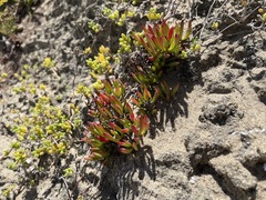 Lampranthus fergusoniae