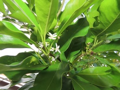 Chionanthus peglerae