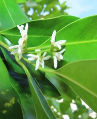 Chionanthus peglerae