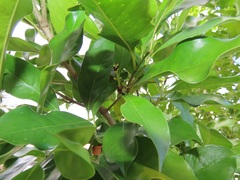 Chionanthus peglerae