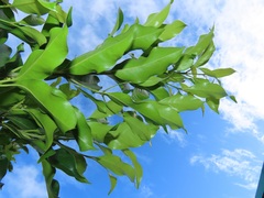 Chionanthus peglerae