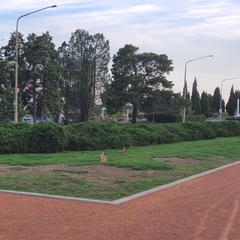 Oryctolagus cuniculus