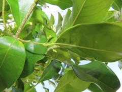 Chionanthus peglerae