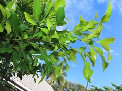 Chionanthus peglerae