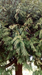 Thuja plicata