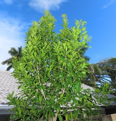 Chionanthus peglerae