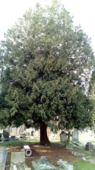 Thuja plicata