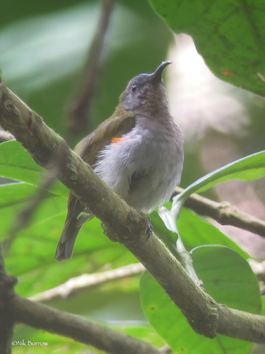 iNaturalist image