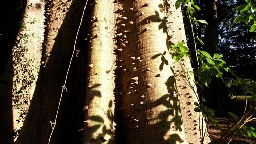 Ceiba image