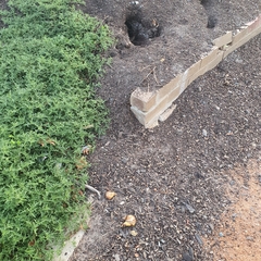 Oryctolagus cuniculus