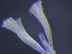 Filicrisia geniculata