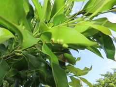 Chionanthus peglerae