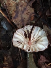 Marasmius fulvoferrugineus