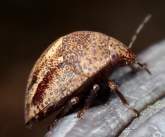 Hyperoncus cyaneosparsus