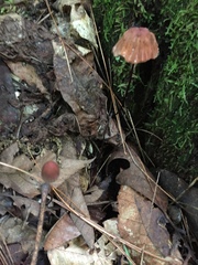 Marasmius fulvoferrugineus