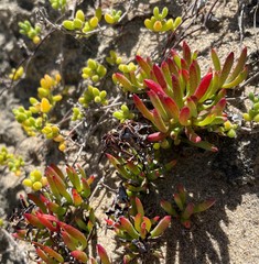 Lampranthus fergusoniae