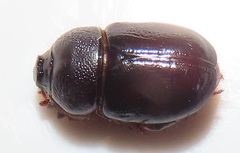 Temnorhynchus