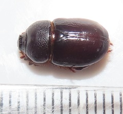 Temnorhynchus