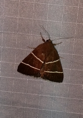 Argyrostrotis quadrifilaris