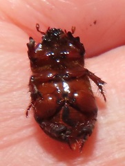 Temnorhynchus