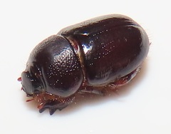 Temnorhynchus