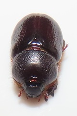 Temnorhynchus