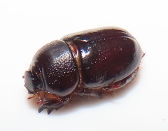 Temnorhynchus
